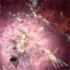 Dead Planet icon
