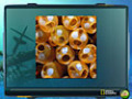 Free download Nat Geo Adventure: Ghost Fleet screenshot 3